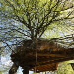 Cabane Gunnera