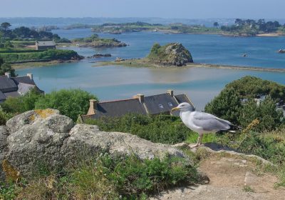 Mouette Bréhat, plage, falaise